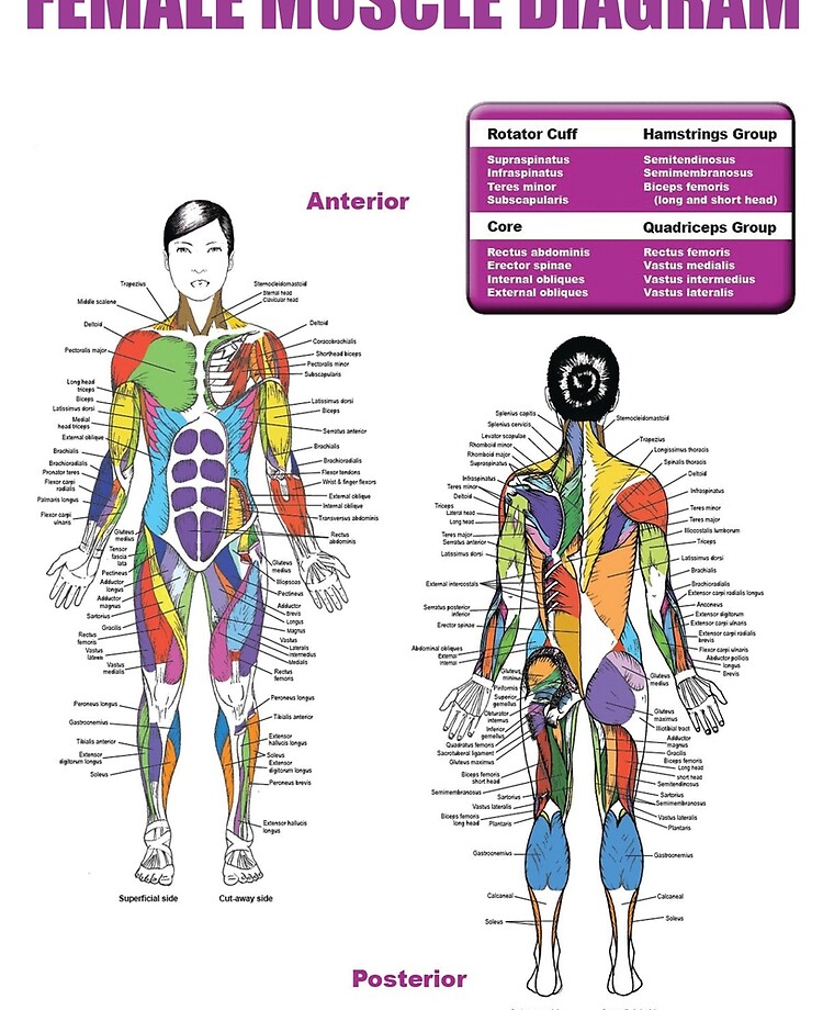 Female Muscle Diagram - Anatomy Chart | iPad Case & Skin