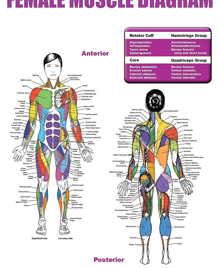 Bodybuilding Anatomy Chart