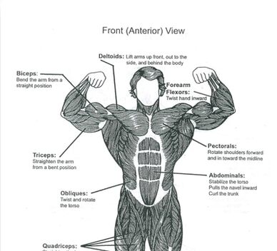 "Anatomy Diagram - Muscle Chart (Front)" Canvas Prints by superfitstuff