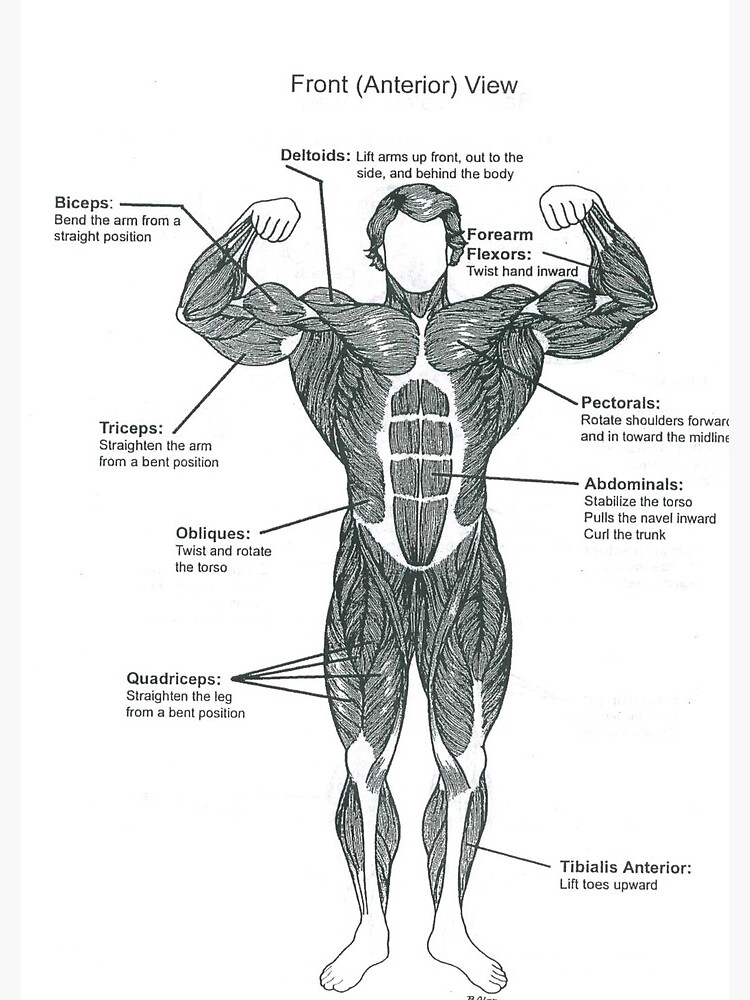 Muscle Chart