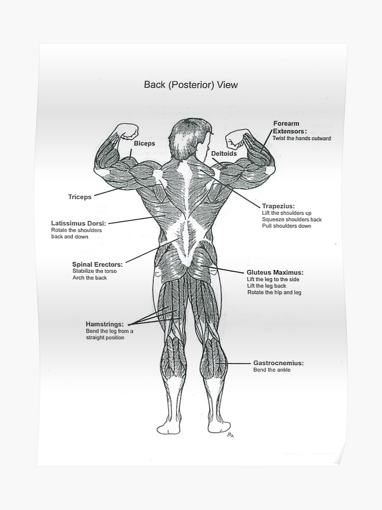Muscle Chart Front And Back