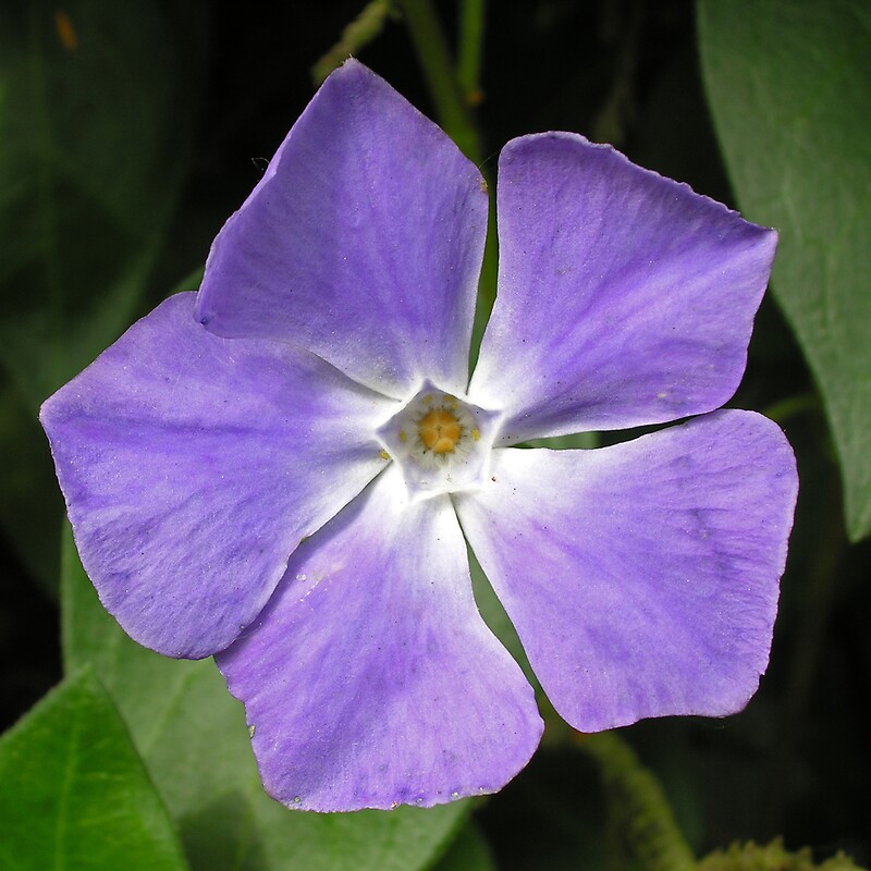 "Single flower of the greater periwinkle (Vinca Major)" by Philip