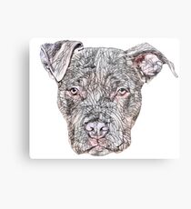 American Pit Bull Terrier Face Metal Print