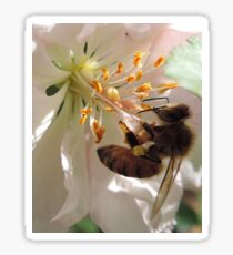 Busy bee Sticker