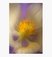 Columbine Photographic Print