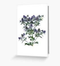 Eryngium planum 'Blue Hobbit' Blue eryngo Sea holly Greeting Card