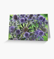 Eryngium planum 'Blue Hobbit' Blue eryngo Sea holly Greeting Card