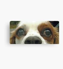Duffy eyes Canvas Print