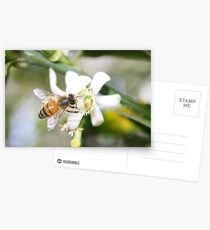 Bee....autiful Bee Postcards