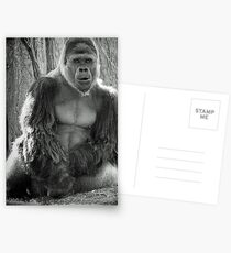 silverback Postcards