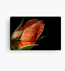 Cracked rose Canvas Print