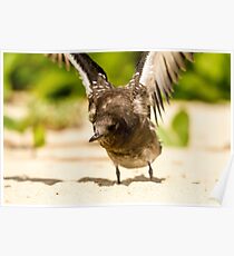 Baby Sooty Tern Finding His Wings Poster