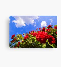 Roses and Sky. Canvas Print
