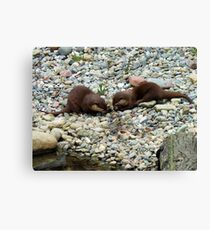 Otters Feeding Canvas Print