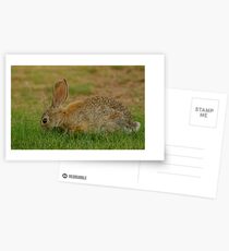 Rabbit dining Postcards