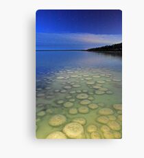 Lake Clifton Thrombolites Under Moonlight Canvas Print
