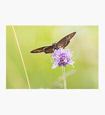 Scotch Argus Photographic Print