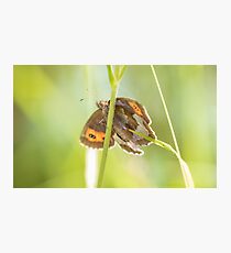 Scotch Argus Photographic Print