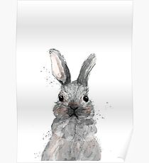 Hase, Poster
