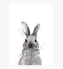 Hase, Fotodruck