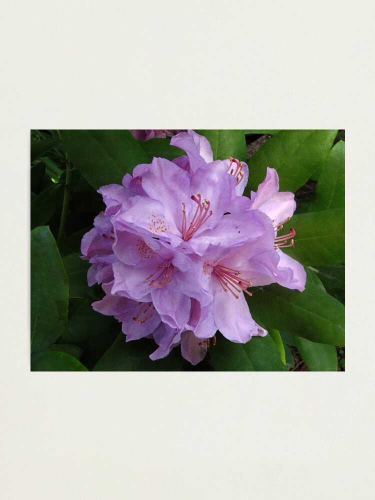 Alternate view of Azalea Photographic Print