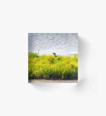 Osprey Hiding in Tall Grasses Acrylic Block