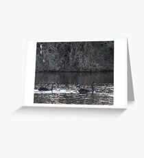 Two swans, three cygnets on Taree billabong Greeting Card