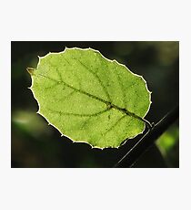 Small World Photographic Print