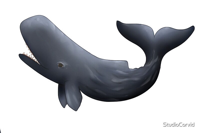 Expression sperm whale meantures 8