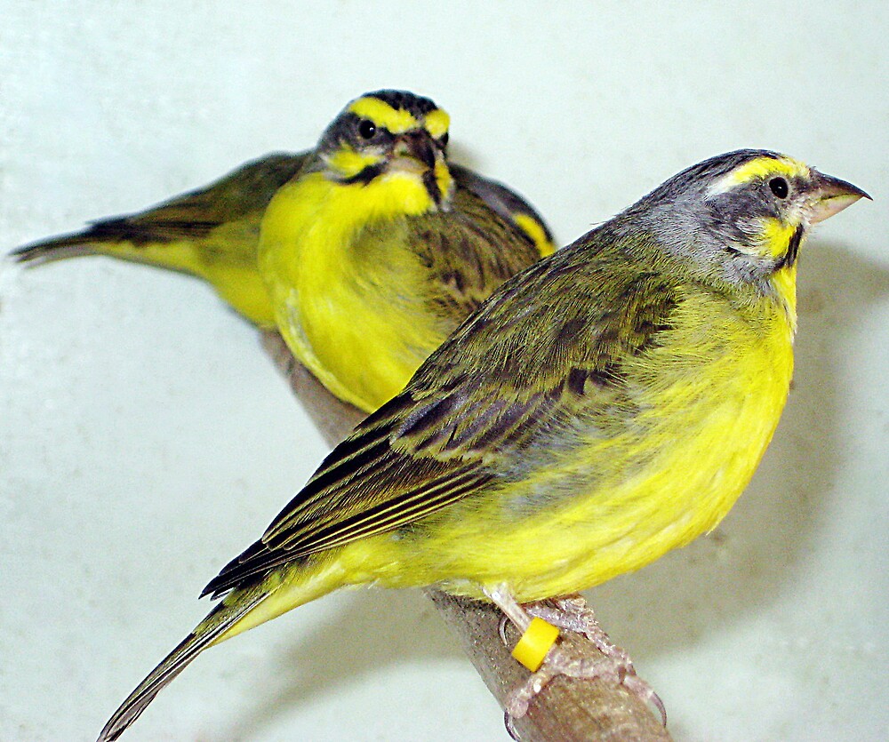 "THE GREEN SINGER FINCH" by the6tees | Redbubble