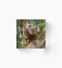Koala Acrylic Block
