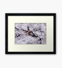 Tug of War Framed Art Print