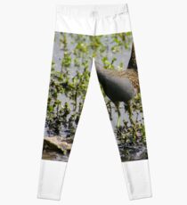 Australian Spotted Crake Leggings