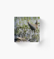Australian Spotted Crake Acrylic Block