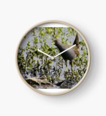 Australian Spotted Crake Clock