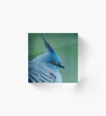 Crested Pigeon Acrylic Block