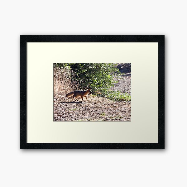 Channel Island Fox (Urocyon littoralis), Santa Cruz Island, California Framed Art Print