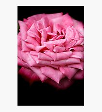 Pink Rapture Photographic Print