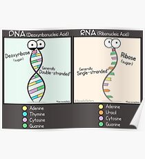 DNA gegen RNA Poster Poster