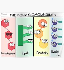 Four Biomolecules Poster Poster