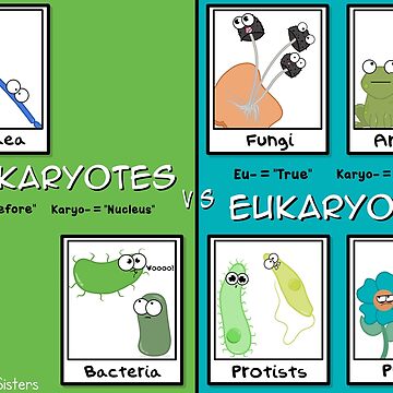 Artwork thumbnail, Eukaryotes vs Prokaryotes by amoebasisters