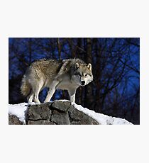 Arctic Wolf on Rock Cliff Photographic Print