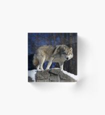 Arctic Wolf on Rock Cliff Acrylic Block
