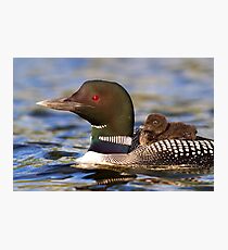 Common loon and chick Photographic Print