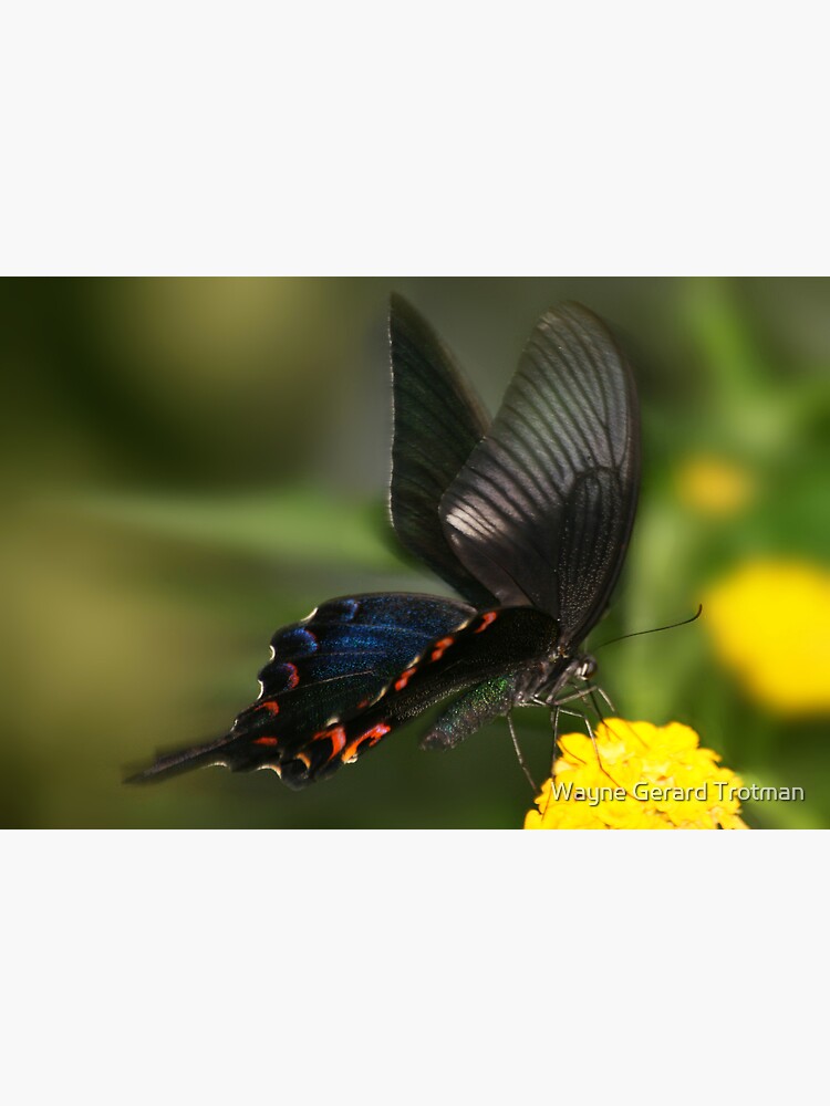 Eastern Tiger Swallowtail Butterfly by redmoondragon