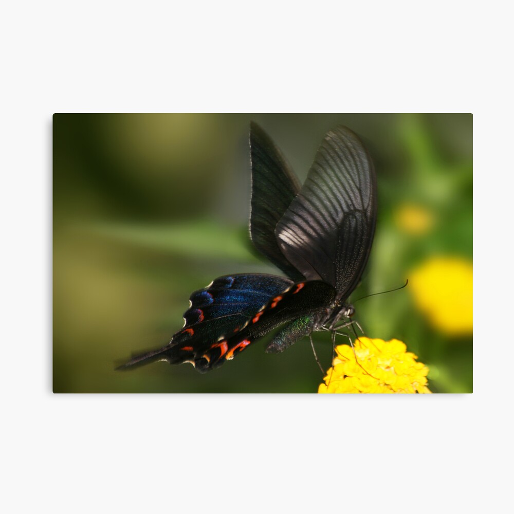 Eastern Tiger Swallowtail Butterfly Canvas Print