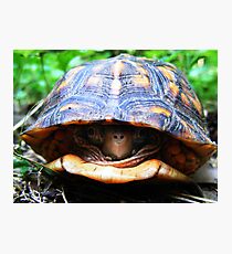 Box Turtle Photographic Print
