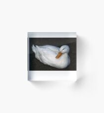 White Duck at rest Acrylic Block