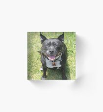 Pepi Dog Acrylic Block