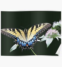 Swallowtail Feasting On Frosty Wild Mountain Mint Poster